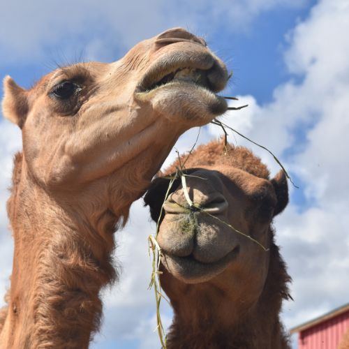 Camels On Rent In Jaipur