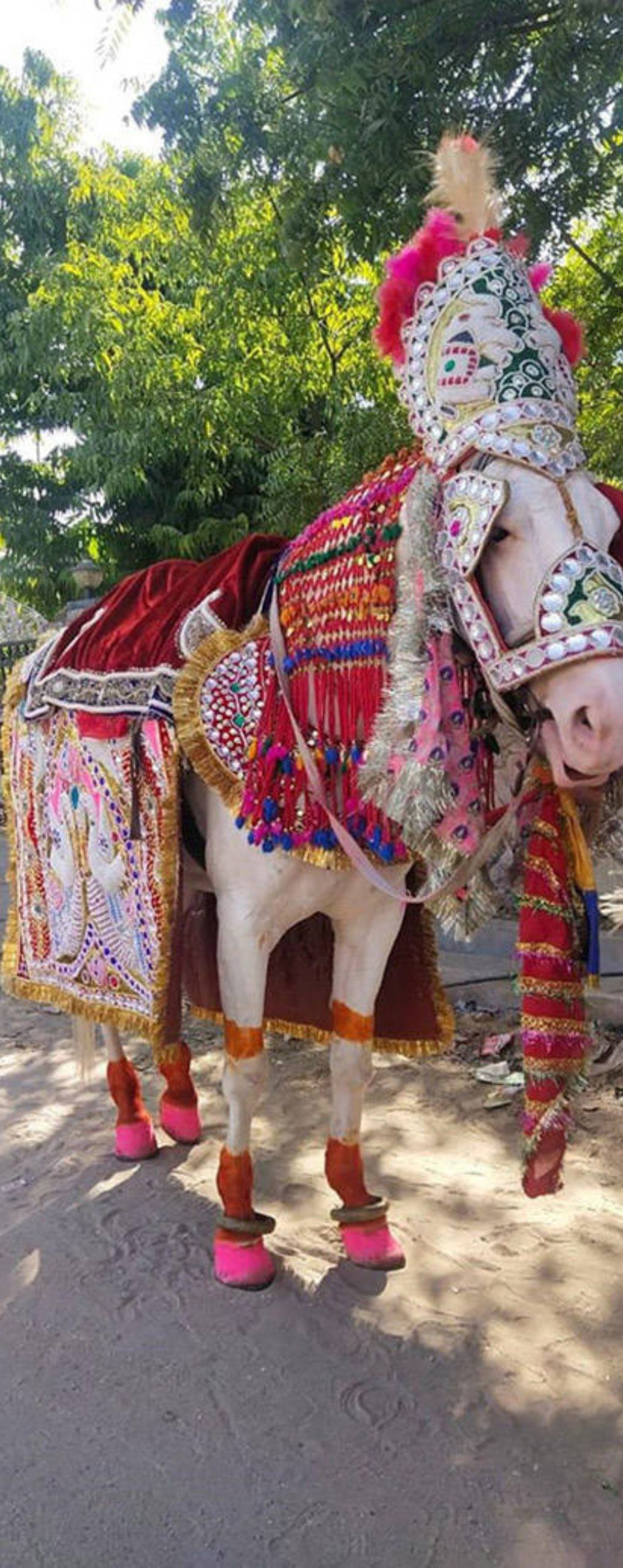 Horse On Rent For Marriage Jaipur